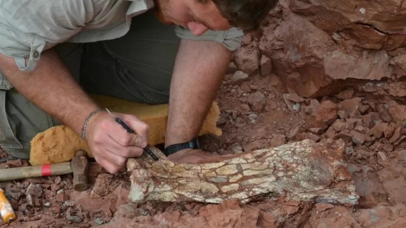 Fósseis do pterossauro recém-identificado estavam enterrados em rochas há 86 milhões de anos (Foto: Reuters via BBC News)