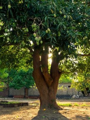 Você tem a sorte de ter alguma dessas perto de casa? (Foto: GETTY IMAGES via BBC) Você tem a sorte de ter alguma dessas perto de casa? (Foto: GETTY IMAGES via BBC)