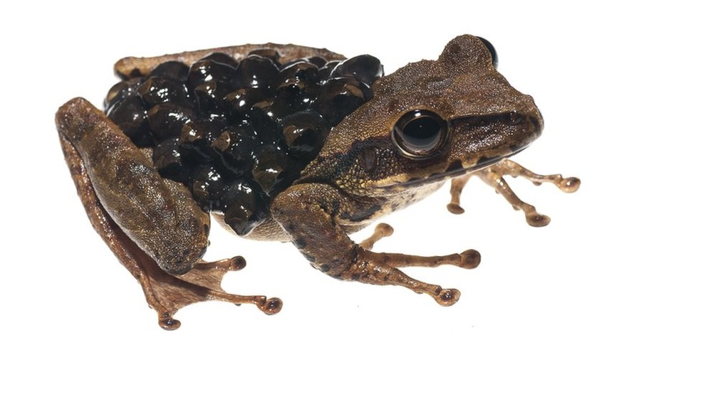 Possível exemplar da espécie Stefania evansi chamou a atenção dos pesquisadores | (Foto: Andrew Snyder/Global Wildlife)