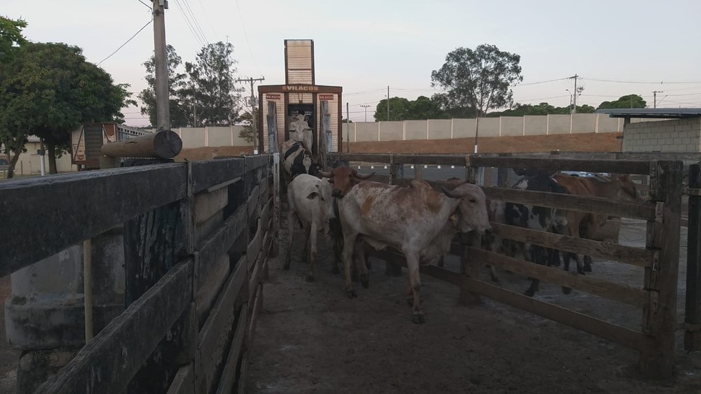 Pai e filho são presos e cerca de 150 cabeças de gado apreendidas em nova etapa da Operação 'Conexão' em Uberlândia
