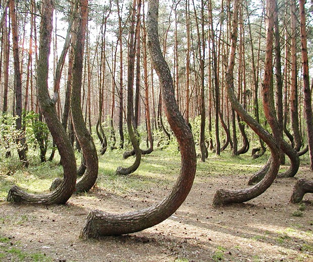 Floresta curvada, na Polônia, é um mistério até hoje (Foto: Reprodução)