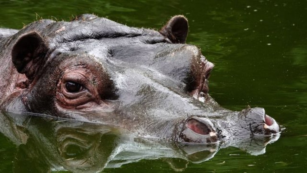 Num zoolÃ³gico localizado na BÃ©lgica, um hipopÃ³tamo recebeu diagnÃ³stico positivo para covid em dezembro de 2021 â Foto: Getty Images/Via BBC