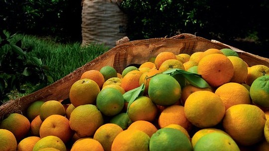 Exportações de suco de laranja do Brasil sobem 3,24% no 1º trimestre da safra