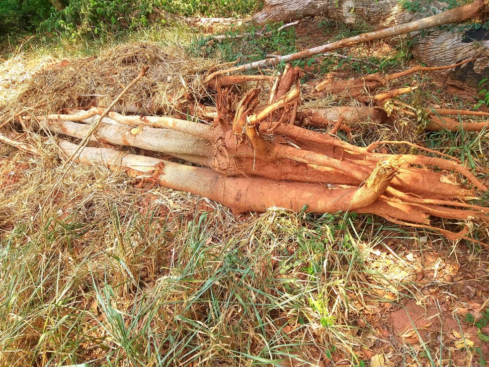 Sitiante foi multado pelo corte de 54 árvores nativas em Martinópolis — Foto: Polícia Militar Ambiental