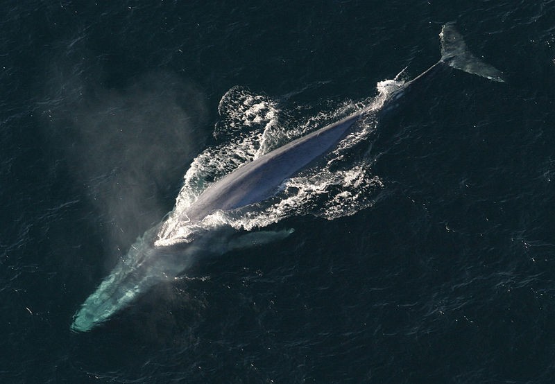 População de baleia azul é descoberta com ajuda de detectores de bomba (Foto: NOAA Photo Library)