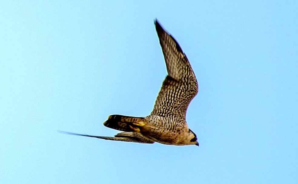 Falcão-peregrino é considerado a ave mais rápida do mundo — Foto: Allisson Cafeseiro/Você no TG
