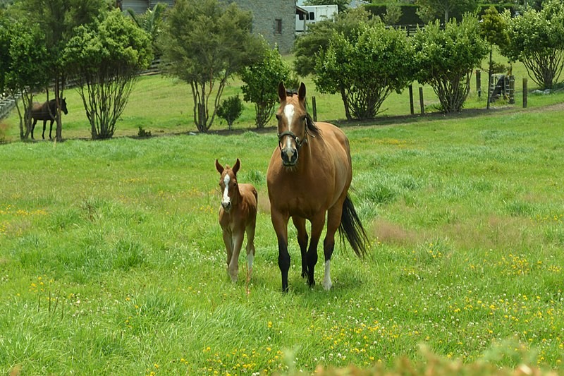 Os cavalos vivem em média 25 anos – embora tenham sido registrados indivíduos com até 40 anos (Foto: GPS 56 / Wikimedia Commons / CreativeCommons)