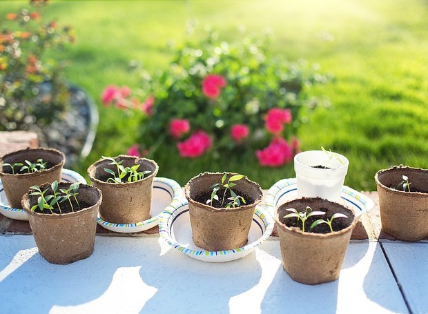 Aprenda a multiplicar as plantas do seu jardim usando mudas (Foto: Pixabay / JillWellington / CreativeCommons)