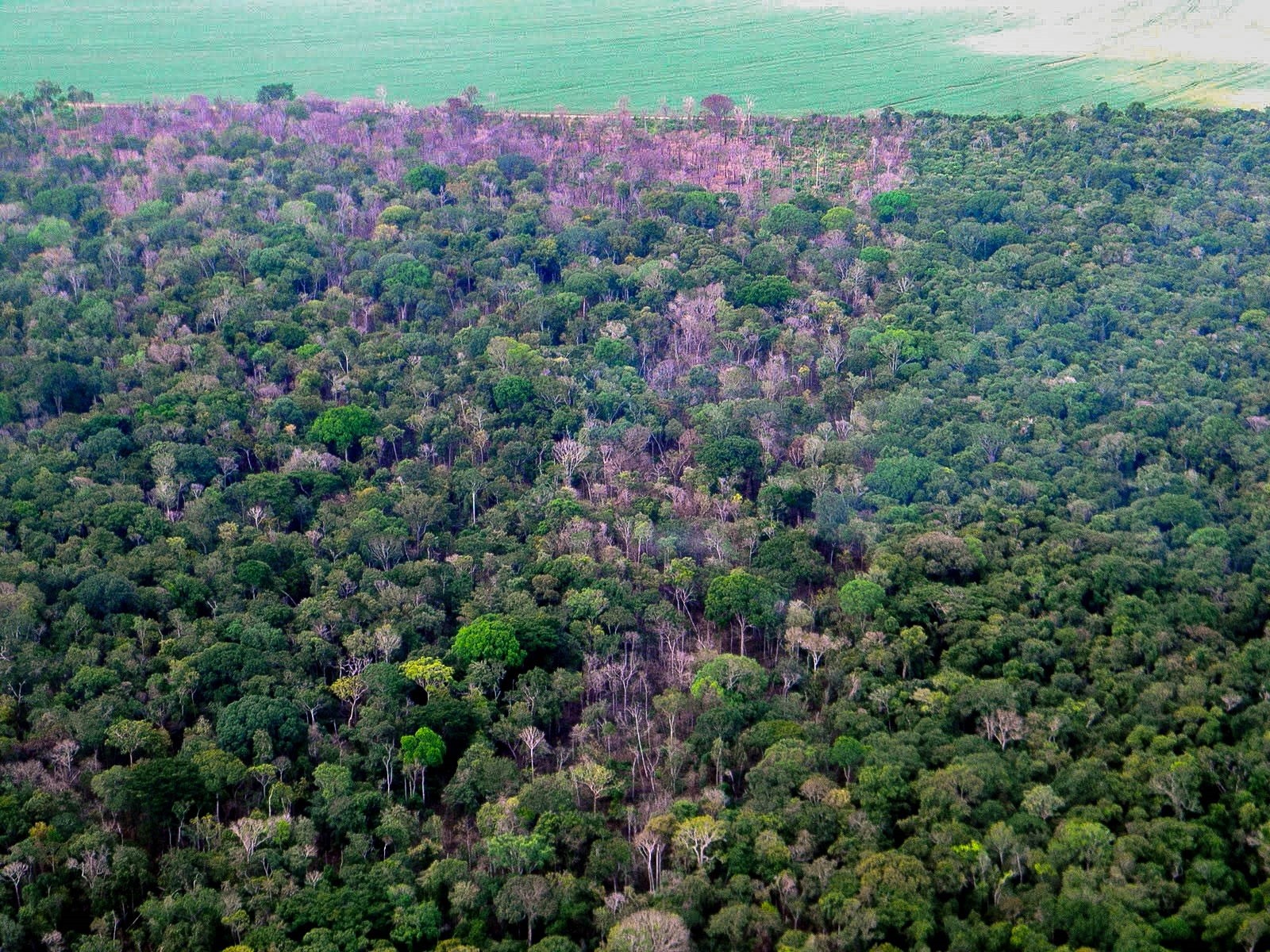 A consciência sobre a importância da proteção da Amazônia cresceu na reta final das eleições 2022 (Foto: Paulo Brando / IPAM/Twitter/Reprodução )