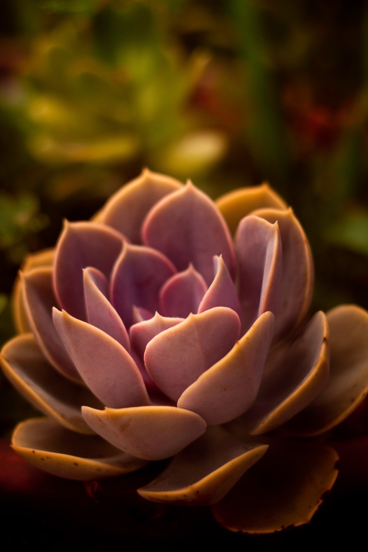 Como qualquer Echeveria, sua floração acontece apenas quando a planta atinge sua fase adulta (Foto: Pexels / Cecília O. / CreativeCommons)