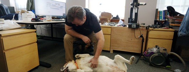 Dave McMullen faz carinho na barriga de Daisy na Tungsten Collaborative, que permite a presença dos animais durante o trabalho AFP