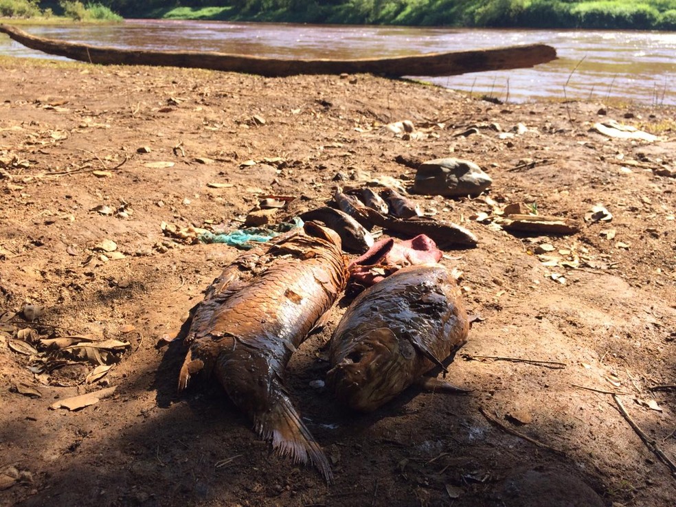 "O nosso rio está morto. Não tem como sobreviver", disse o cacique Hayó, da Aldeia Nao Xohã — Foto: Paula Paiva Paulo