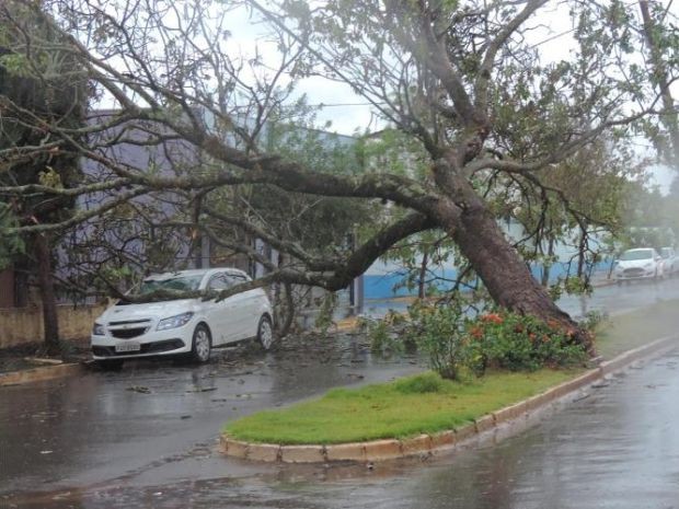 Árvore caiu sobre carro em Iacanga (Foto: Carlão da Rádio / Arquivo Pessoal)