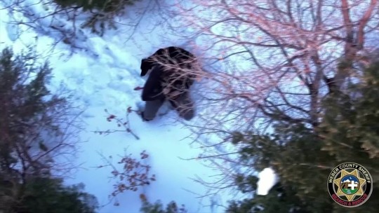Cão é resgatado de montanha coberta de neve, nos EUA. Assista ao vídeo