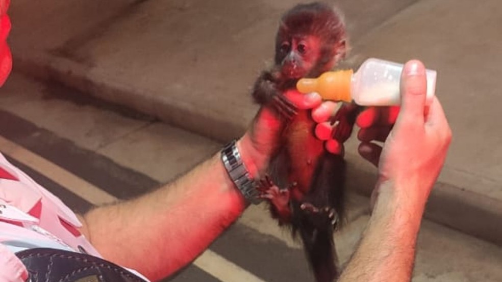 Dois macacos-prego sobre banco traseiro de carro são apreendidos pela polícia em praça de pedágio em Avaí  — Foto: Polícia Rodoviária/Divulgação