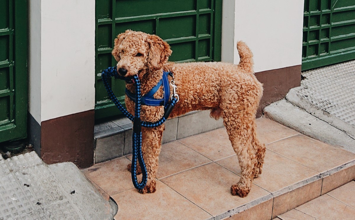 Para escolher o modelo certo da coleira para o seu cachorro, é importante levar em consideração o porte, a raça e o comportamento (Foto: Pexels/ BongVideos Production/ CreativeCommons)