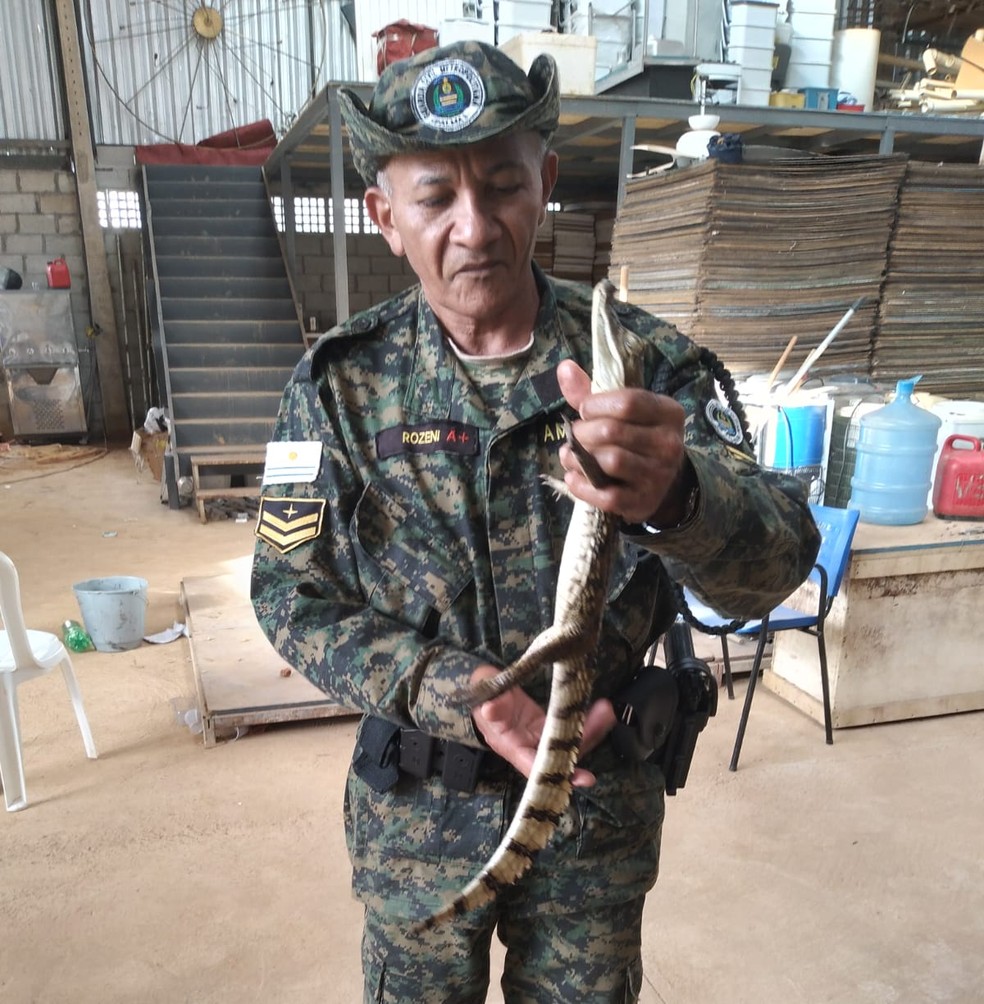 Jacaretinga foi capturado dentro de uma casa em Palmas — Foto: Divulgação/Guarda Metropolitana de Palmas