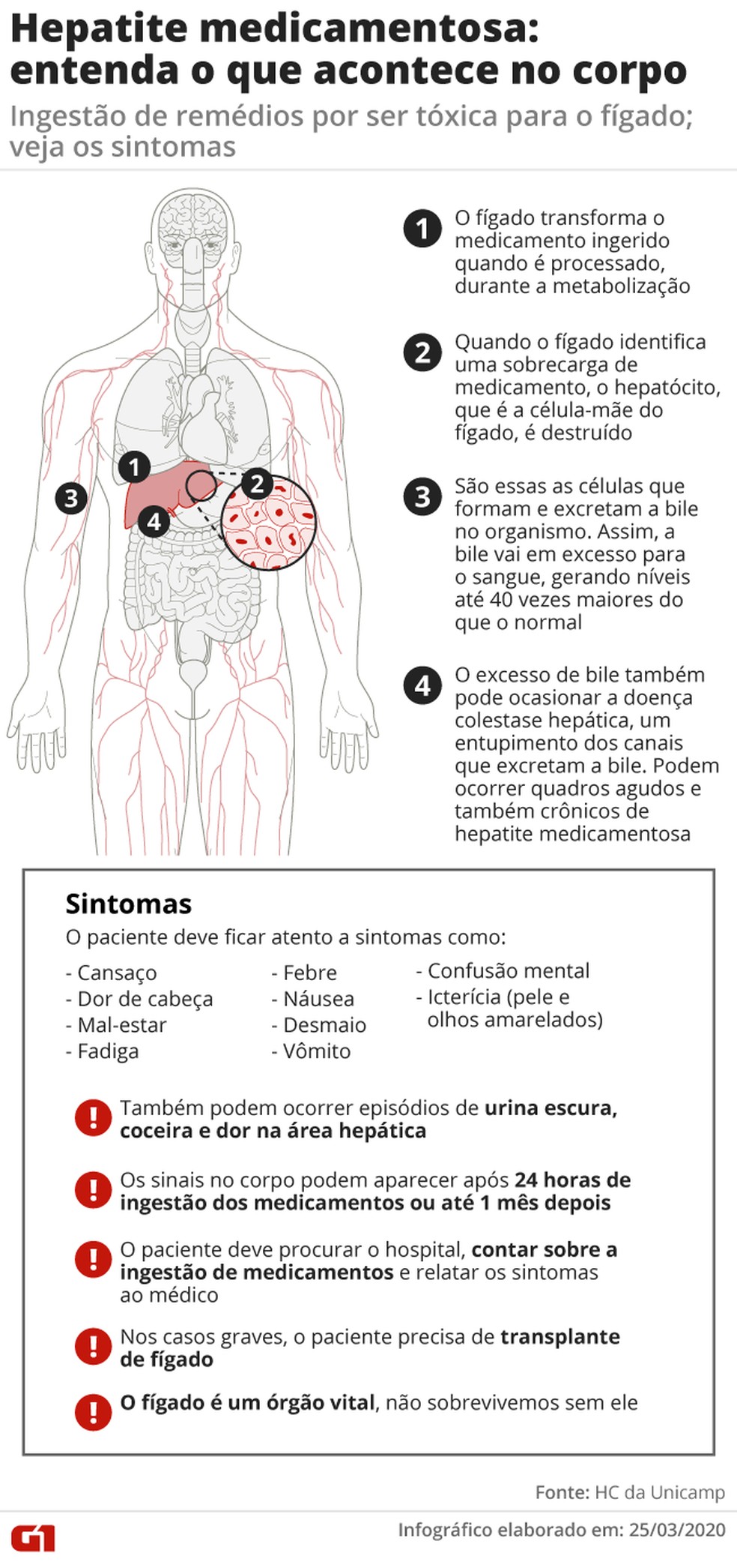 Veja os sintomas e os principais riscos causados pela hepatite medicamentosa, resultado da ingestão de medicamentos em altas doses — Foto: Arte/G1