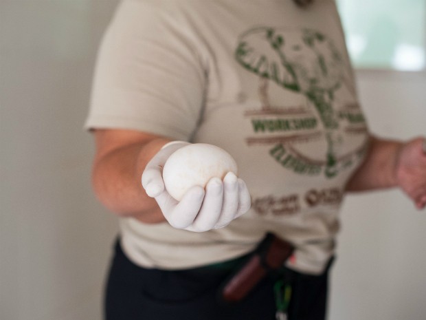 Ovo de mutum-de-alagoas está sendo mantido em uma incubadora; nascimento do filhote é esperado para o prazo de 30 dias (Foto: Parque das Aves / Divulgação)