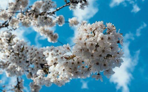 Flor Do Nascimento Descubra O Significado Dessa Tradicao Coreana Casa E Jardim Paisagismo