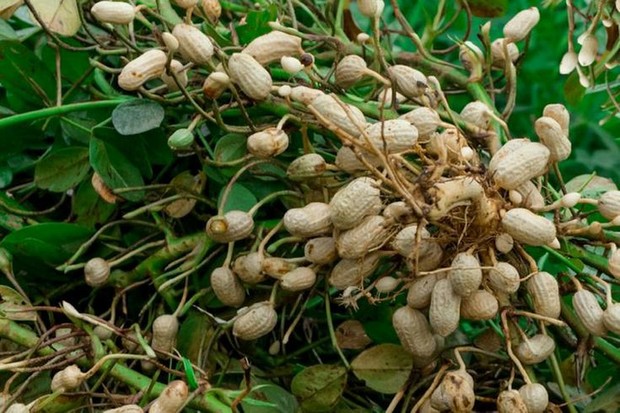 Plantação de amendoim: tudo que você precisa saber - Blog da Aegro