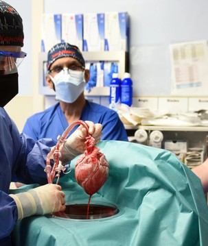 Homem com coração de porco transplantado pode ter falecido por vírus suíno