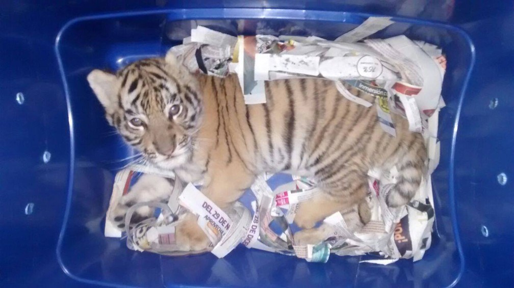 Filhote de tigre é enviado pelo correio expresso no México (Foto: Policía Federal de México/Facebook)