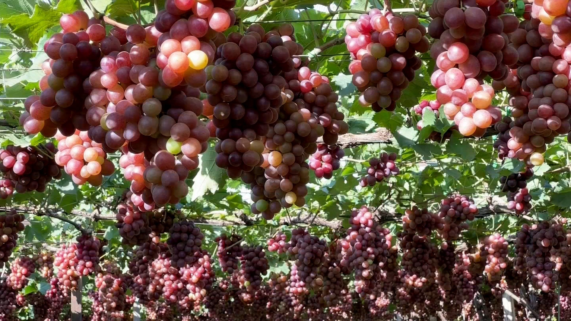 Preço da uva melhora com redução da oferta no noroeste paulista