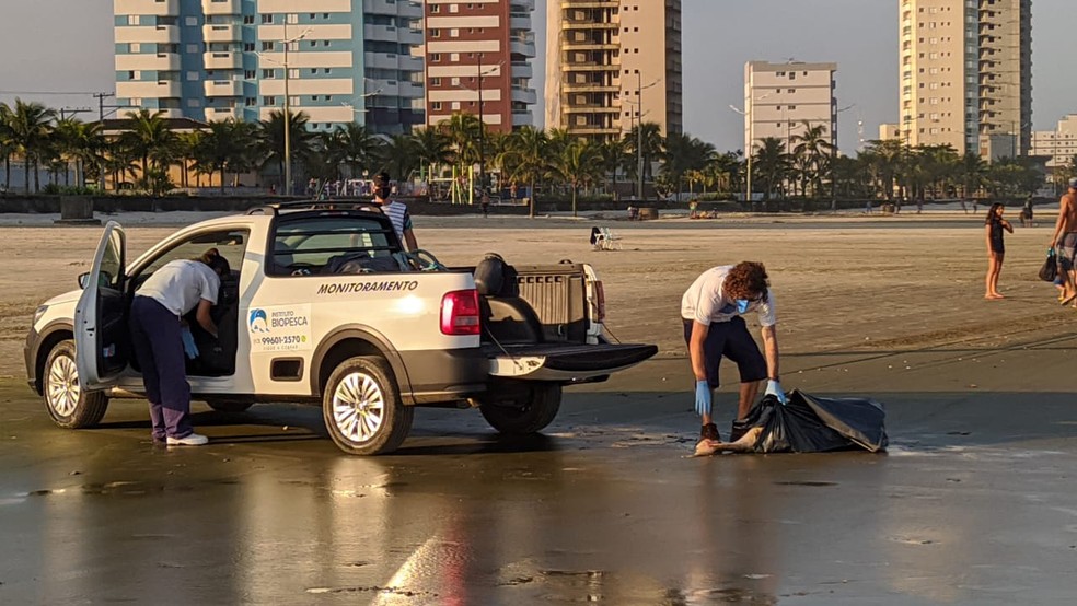 Biopesca afirma que fará análise para determinar causa da morte do animal — Foto: Arquivo pessoal/Itaicy Júlio