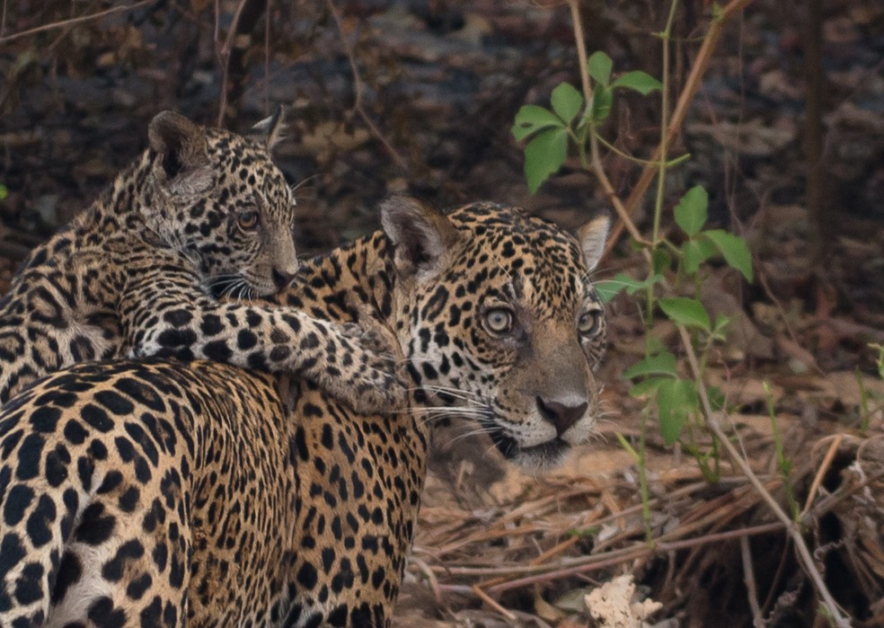 Guia fotografou fêmea de onça-pintada com filhote no Pantanal (MT) — Foto: Ricardo Casarin