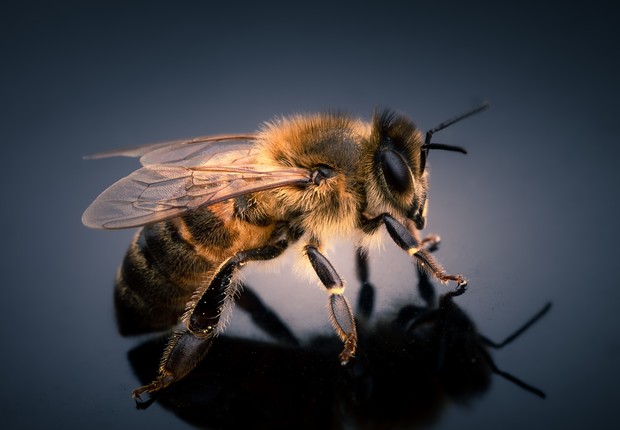 abelha, abelhas,  (Foto: Unsplash)