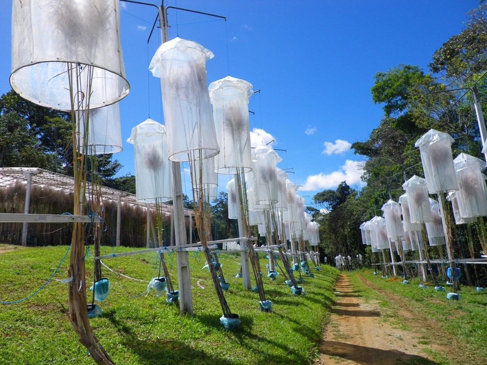 Cruzamento das variedades é feito de maneira natural na Faculdade Federal de Alagoas (UFal) — Foto: PMGCA-UFSCar/Divulgação