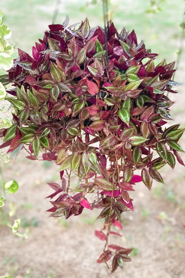 Tudo sobre lambari: planta resistente e fácil de cuidar (Foto: Reprodução/ Instagram/ @acasabemviva)