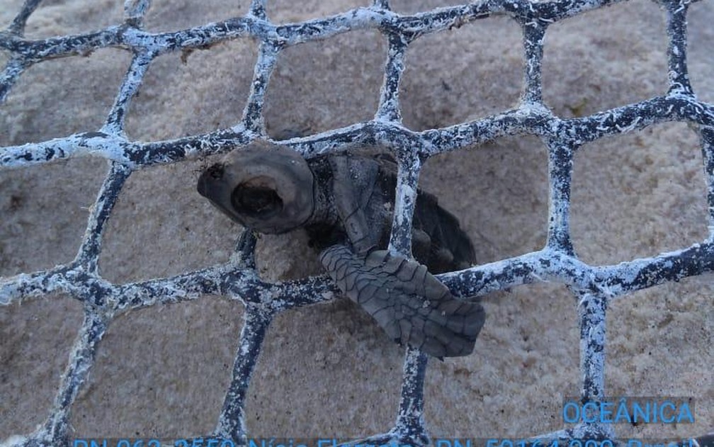 Tartaruga foi registrada morta na praia de Búzios — Foto: ONG Oceânica
