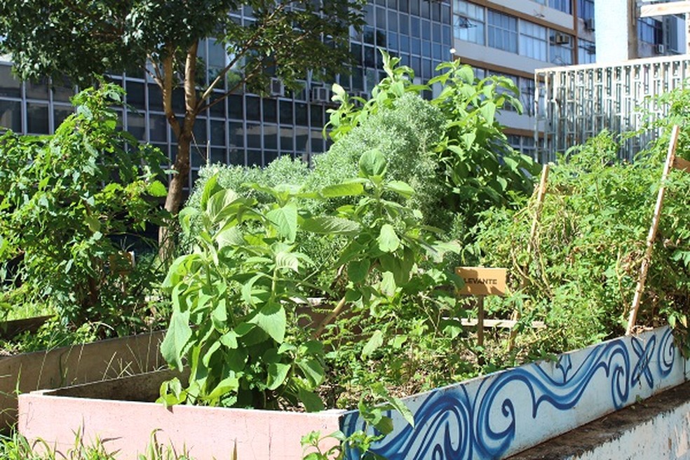 Horta cultivada por moradores de rua no Setor Comercial Sul, no centro de Brasília — Foto: Instituto No Setor/Divulgação