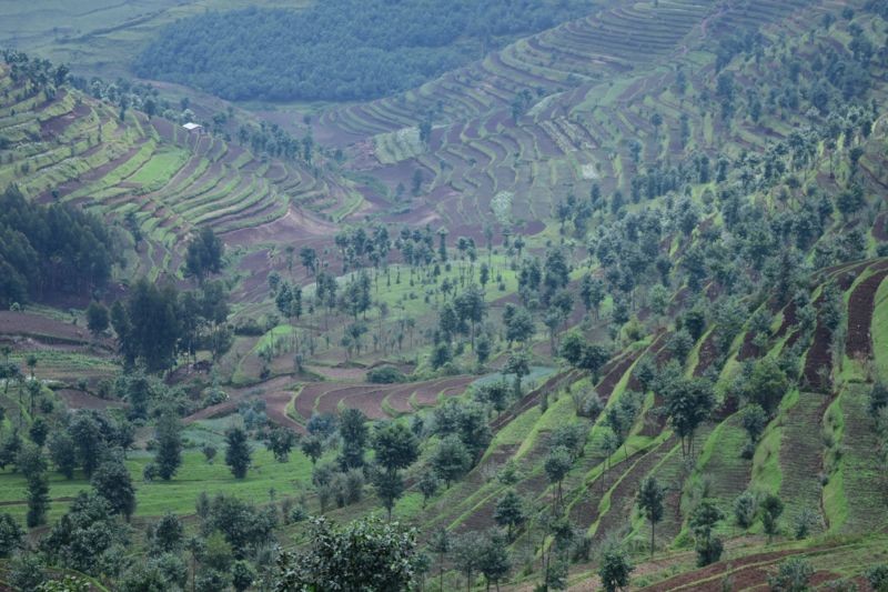 Sistema agroflorestal em Ruanda (Foto: BBC News)