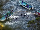 Premiê japonês defende a pesca de golfinhos