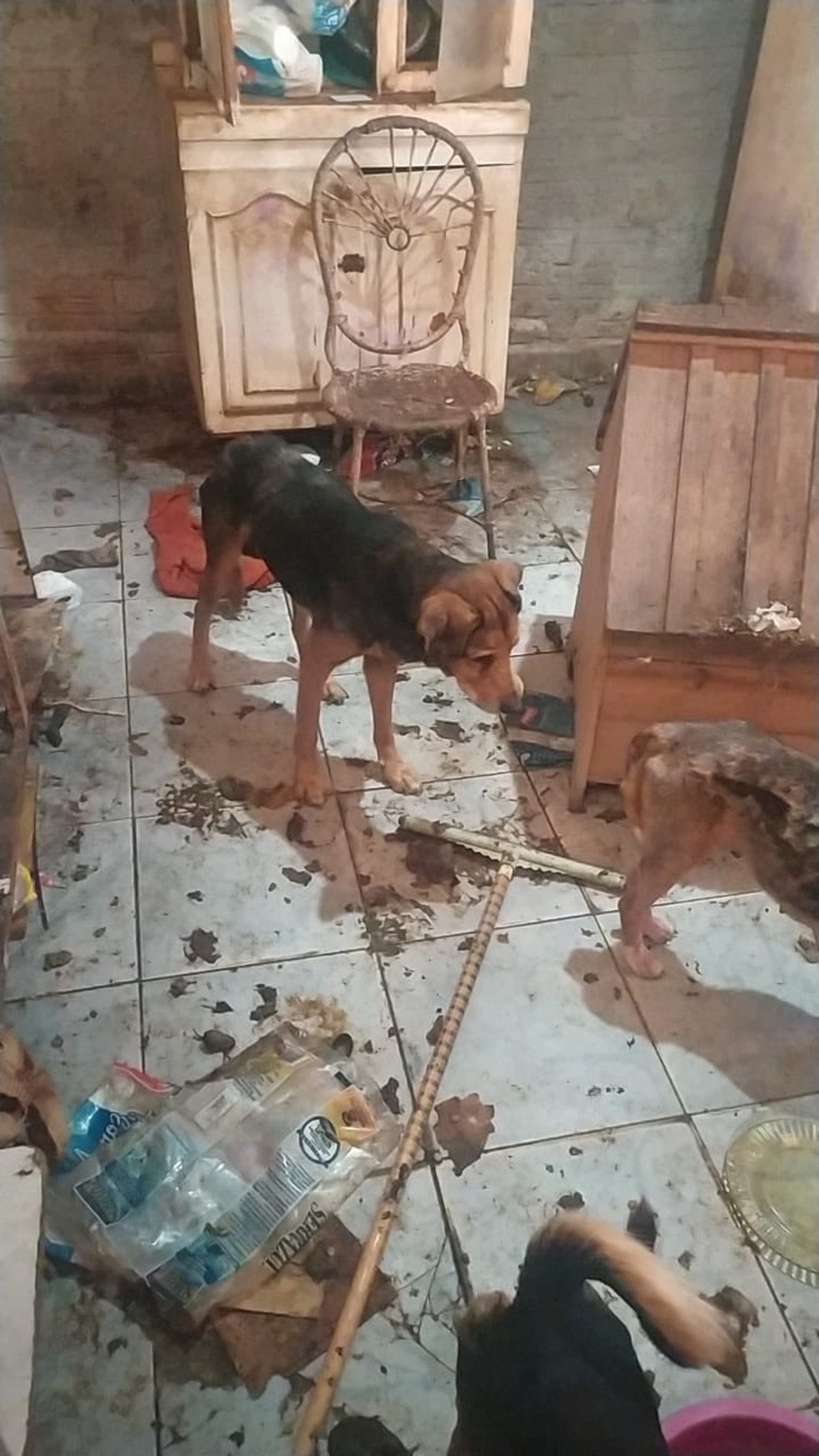 Animais foram resgatados em casa em Mogi das Cruzes — Foto: Fernanda Moreno/ Arquivo Pessoal