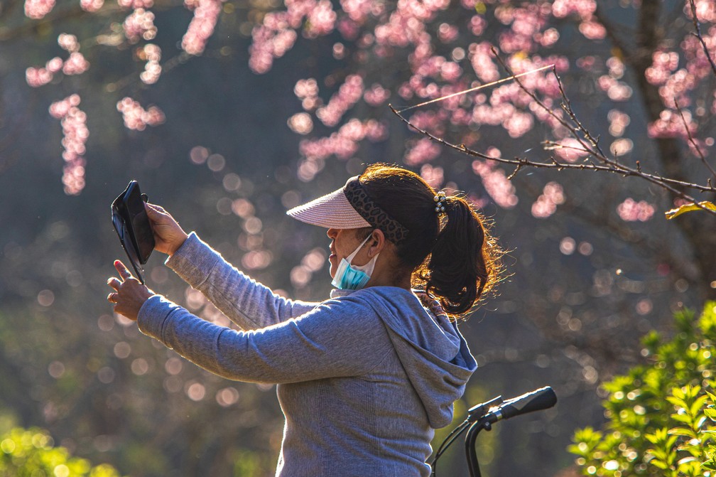 Visitante tira foto com as cerejeiras floridas no Parque do Carmo, na zona leste da cidade de São Paulo. — Foto: JOCA DUARTE/PHOTOPRESS/ESTADÃO CONTEÚDO