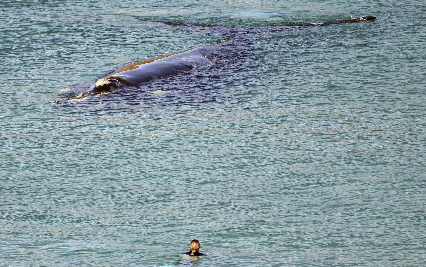 Homem morre após baleia atingir barco na Austrália