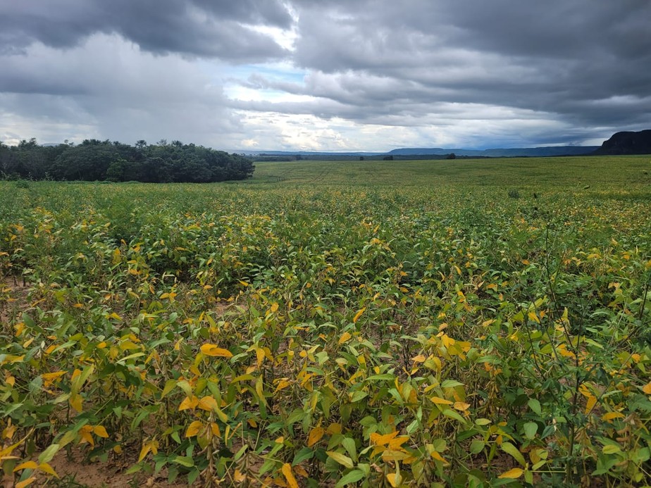 Projeto Regenera Cerrado inclui 12 fazendas do sudoeste de Goiás