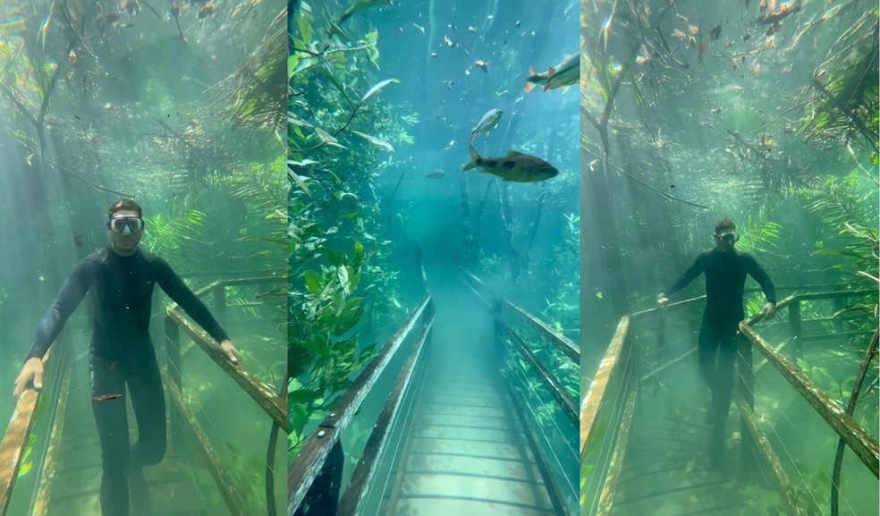Fenômeno raro: fotógrafo 'anda' em trilha submersa por rio de água  cristalina em MS; veja vídeo | Mato Grosso do Sul | G1