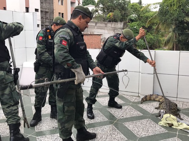 Polícia levou 30 minutos para capturar jacaré que apareceu na porta de uma casa, em João Pessoa (Foto: Walter Paparazzo/G1)