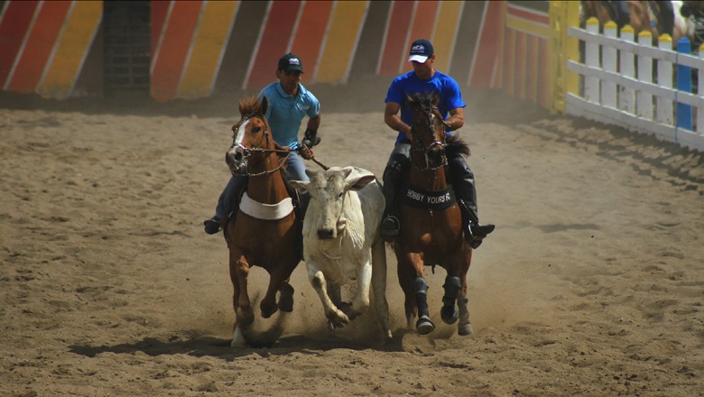 vaquejada-esporte-cavalo-equino-boi (Foto: Turismo Bahia/CCommons)