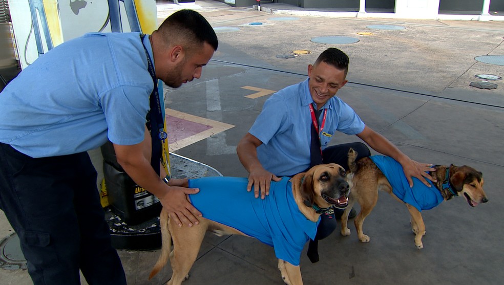 Funcionários ajudam a cuidar dos cachorros em posto de gasolina de Campinas — Foto: Reprodução EPTV