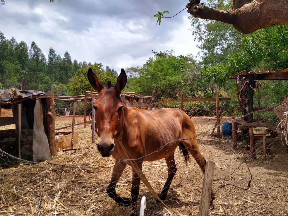 Outros animais foram encontrados no local em situação degradante em São Manuel  — Foto: Guarda Civil Municipal / Divulgação