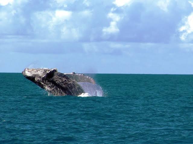 Baleia-jubarte fotografada em Abrolhos (Foto: WIkimedia Commons)