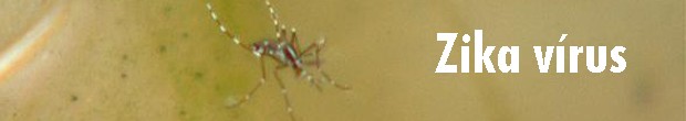 Tarja - Zika vírus na região de Campinas (SP) (Foto: Arte/ G1)