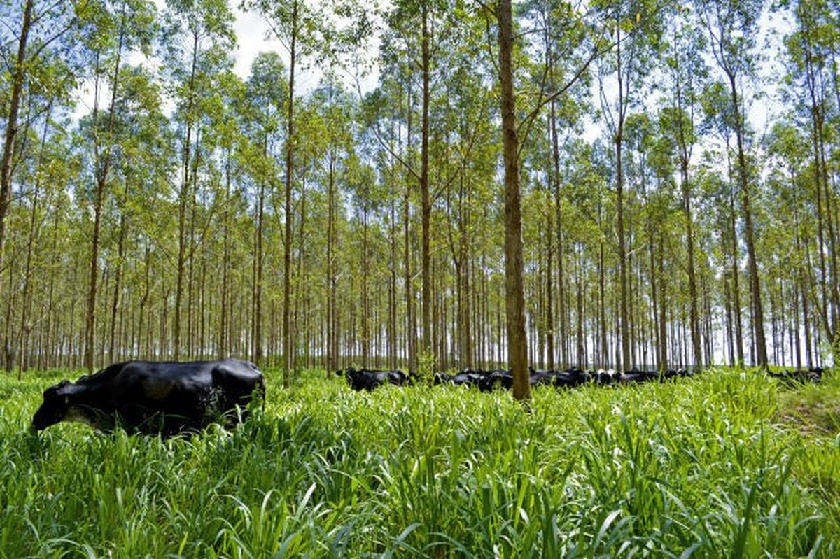 Brasil regulamenta CPR Verde, título visa estimular agricultor a preservar floresta