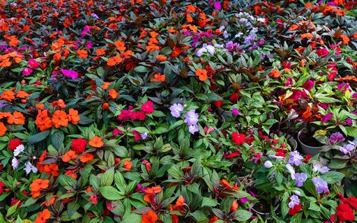 Beijo-pintado (impatiens hawkeri): a planta que se espalha facilmente -  Casa e Jardim | Plantas